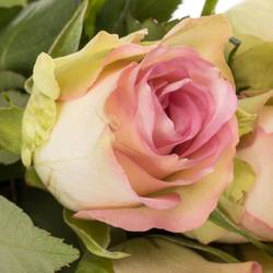 Rose creme/rosa Lovely Jewel 40cm Valentinstag