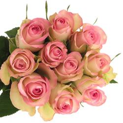 Rose creme/rosa Lovely Jewel 40cm Valentinstag