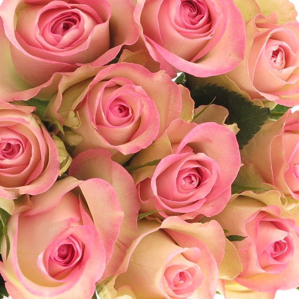 Rose creme/rosa Lovely Jewel 40cm Valentinstag