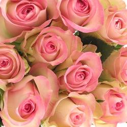 Rose creme/rosa Lovely Jewel 40cm Valentinstag