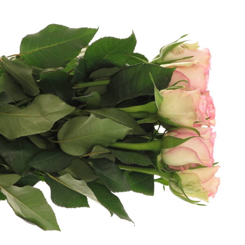 Rose creme/rosa Lovely Jewel 40cm Valentinstag