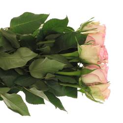 Rose creme/rosa Lovely Jewel 40cm Valentinstag