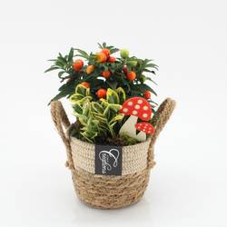 Garten.Arr-2506 Herbst T14 H025