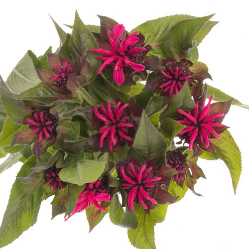 Monarda rot Karin 65