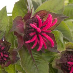Monarda rot Karin 65