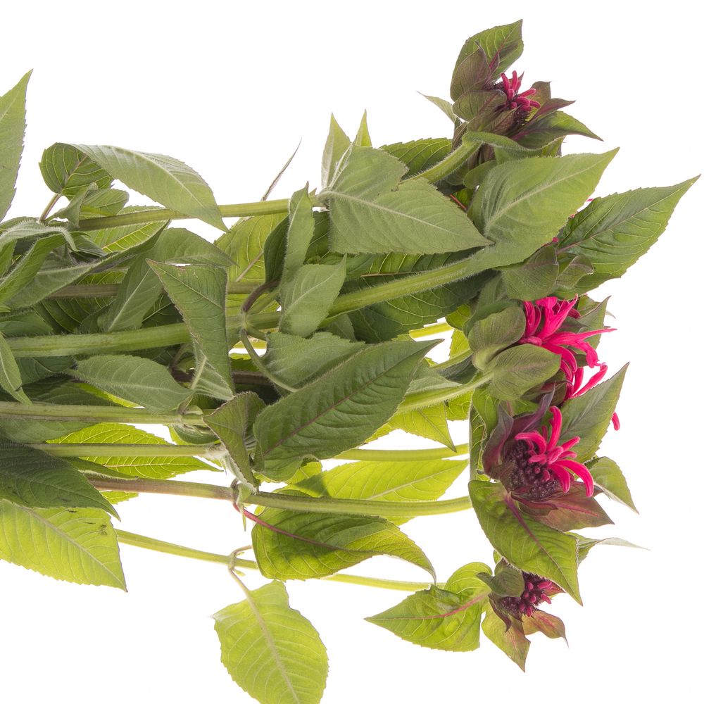 Monarda rot Karin 65