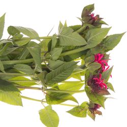 Monarda rot Karin 65
