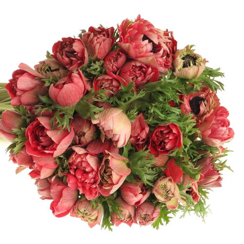Anemone rot gefüllt Fullstar 40cm
