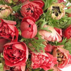 Anemone rot gefüllt Fullstar 40cm