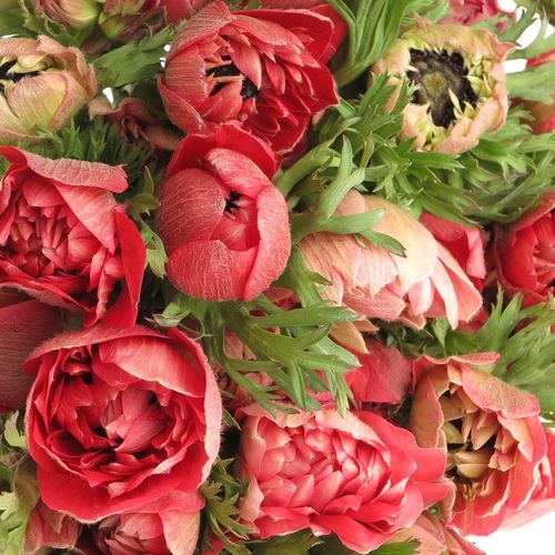 Anemone rot gefüllt Fullstar 40cm
