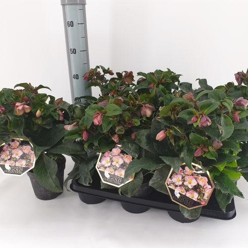 Helleb.Ice Rose T15 H50