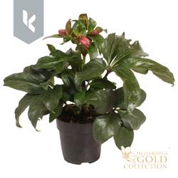 Helleborus Ice Rose T15 H50