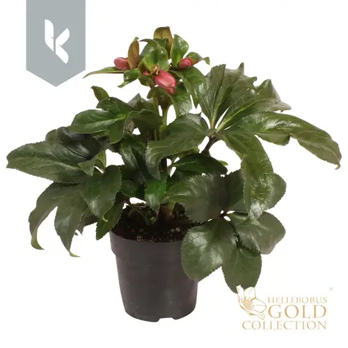Helleborus Ice Rose T15 H50