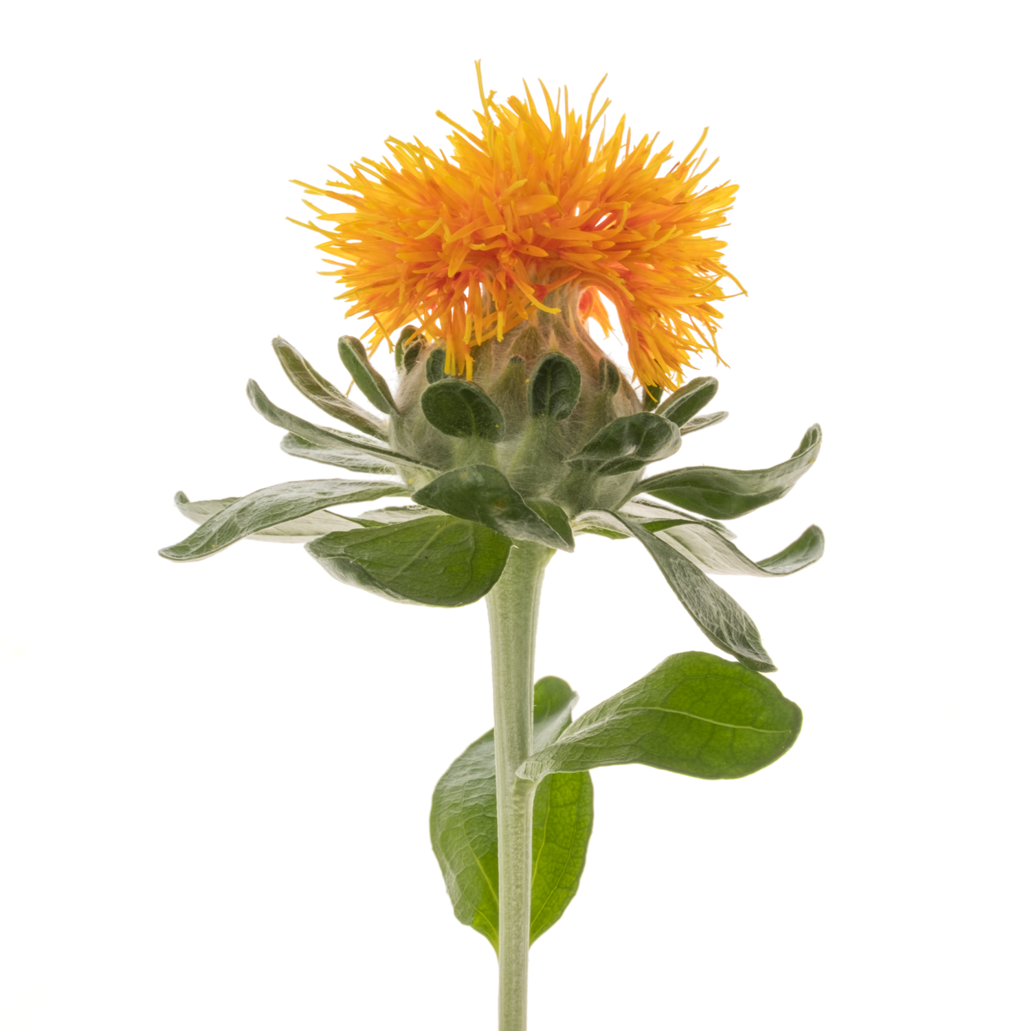 Carthamus orange Zanzibar SUPER 80cm