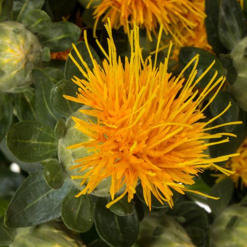 Carthamus orange Zanzibar 80cm