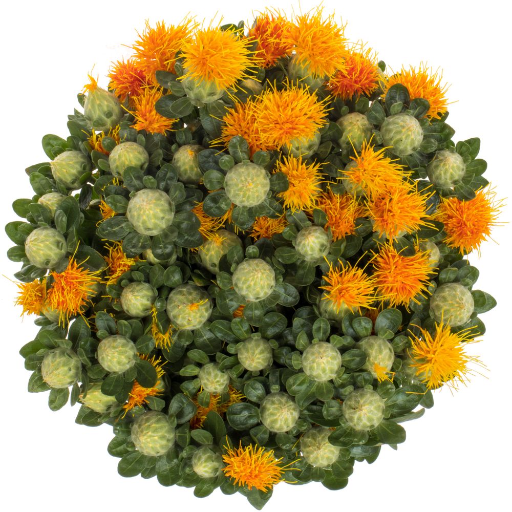 Carthamus orange Zanzibar 80cm