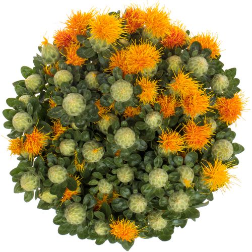 Carthamus orange Zanzibar 80cm