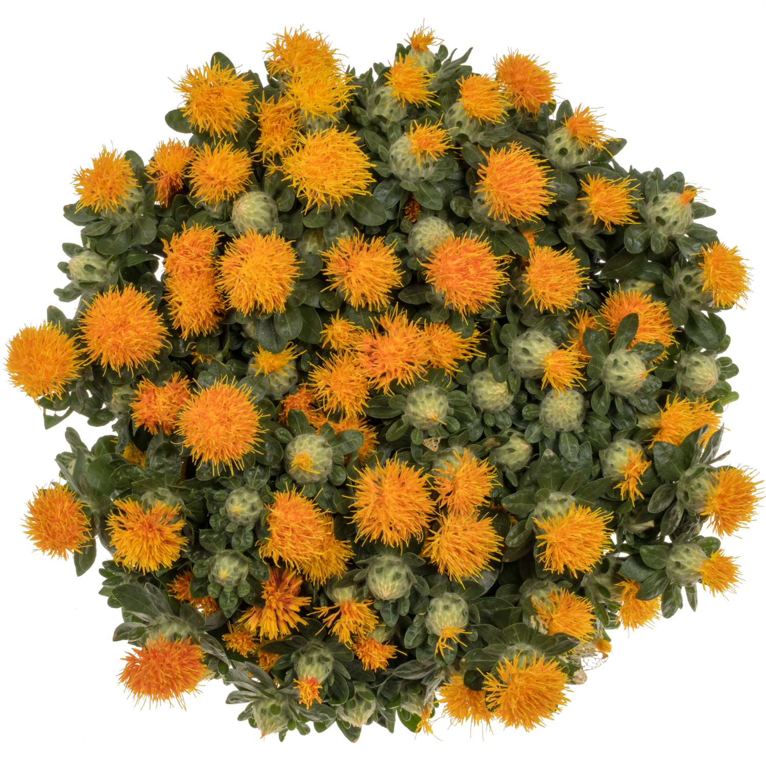 Carthamus orange Zanzibar SUPER 80cm