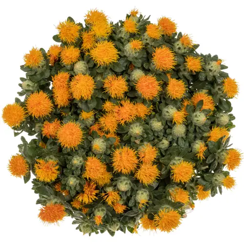 Carthamus orange Zanzibar SUPER 80cm