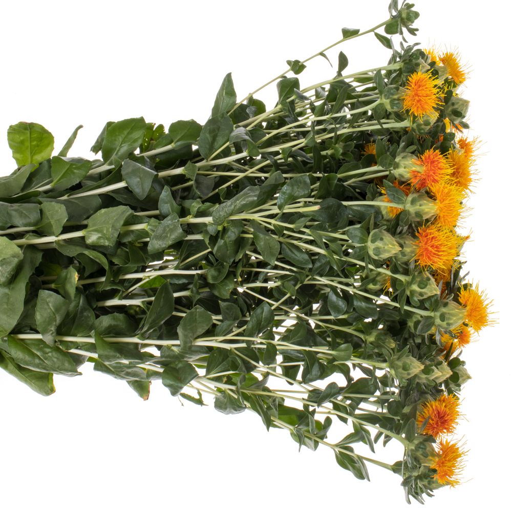 Carthamus orange Zanzibar 80cm