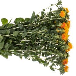 Carthamus orange Zanzibar 80cm