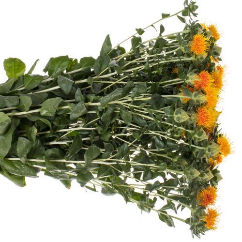 Carthamus orange Zanzibar 80cm