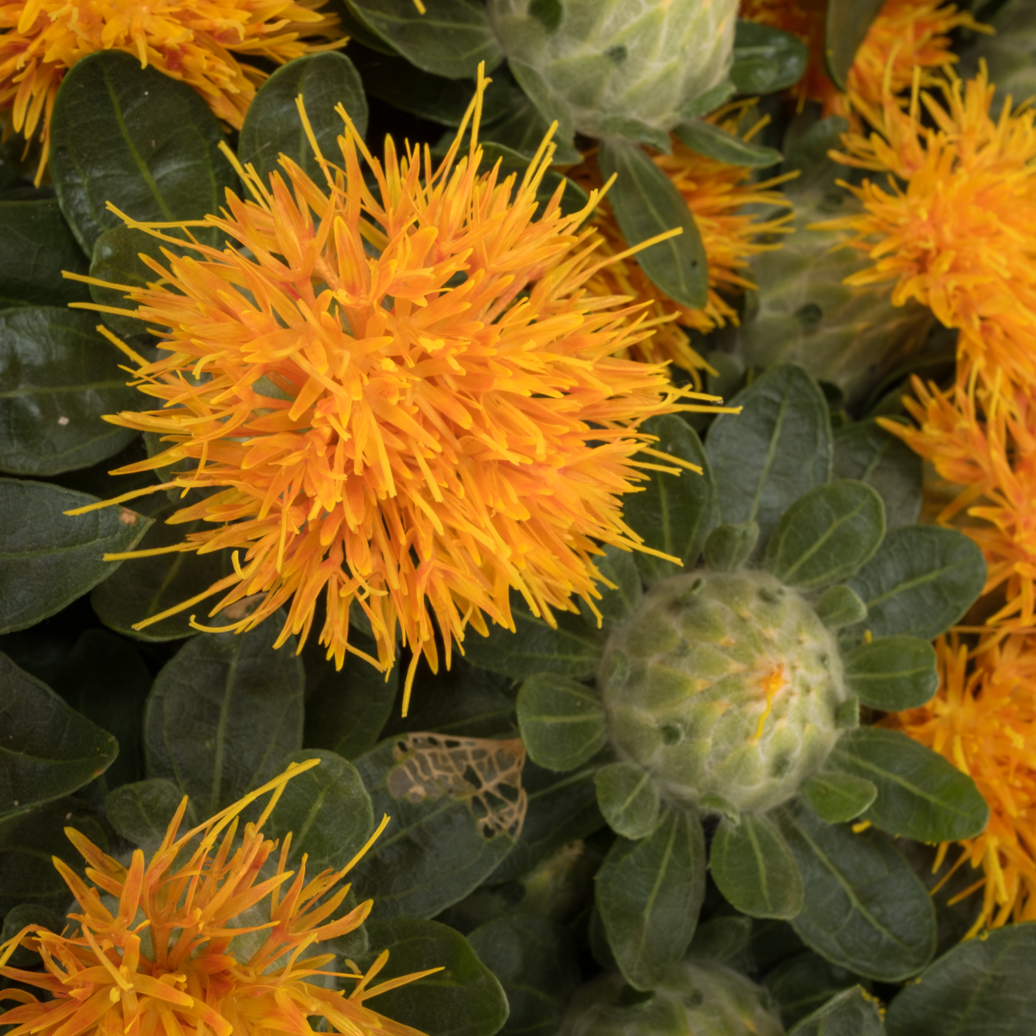 Carthamus orange Zanzibar SUPER 80cm
