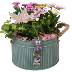 Garten.Arr PTPP6888 T21 H026