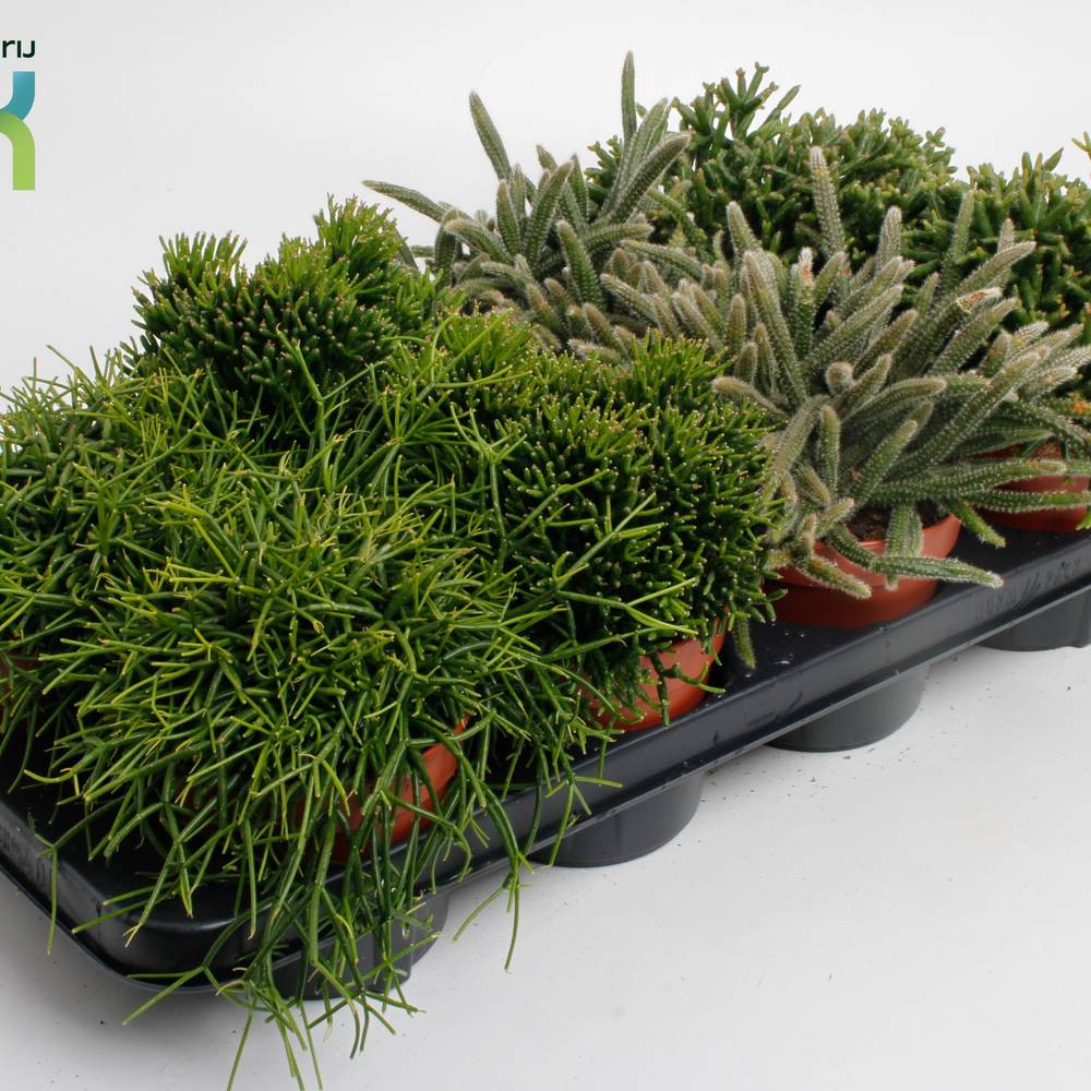 Rhipsalis mix T12 H015