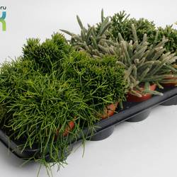 Rhipsalis mix T12 H015