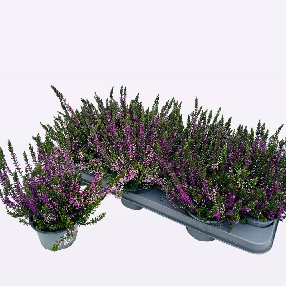Calluna rosa/lila Vulgaris T10,5 H017