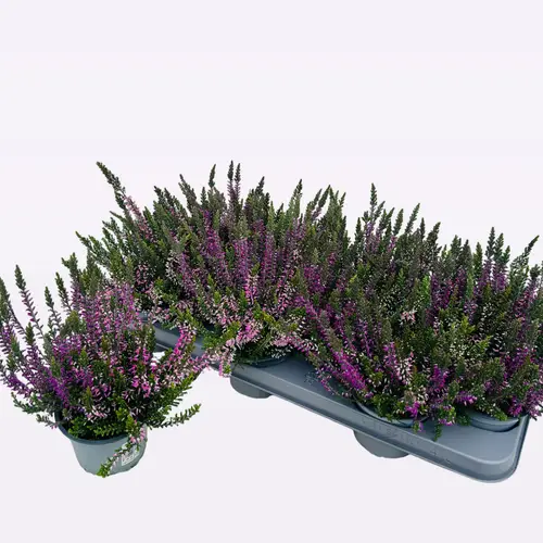 Calluna rosa/lila Vulgaris Schn. Von UhrT10,5 T10,5 H017