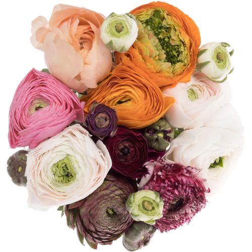 Ranunkel mix Cloni Harlequin Super 40cm