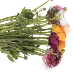 Ranunkel mix Cloni Harlequin Super 40cm