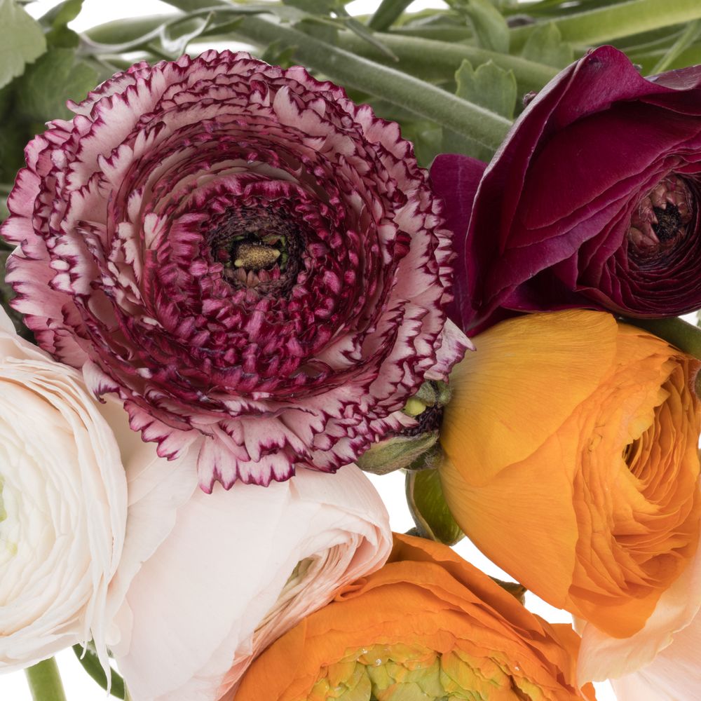 Ranunkel mix Cloni Harlequin Super 40cm