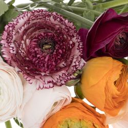 Ranunkel mix Cloni Harlequin Super 40cm