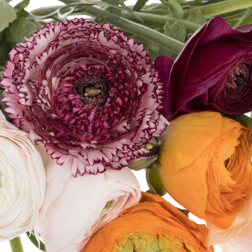 Ranunkel mix Cloni Harlequin Super 40cm