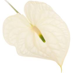 Anthurium weiss Graciosa Blüte 13cm