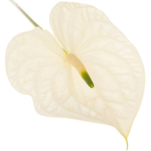 Anthurium weiss Graciosa Blüte 13cm