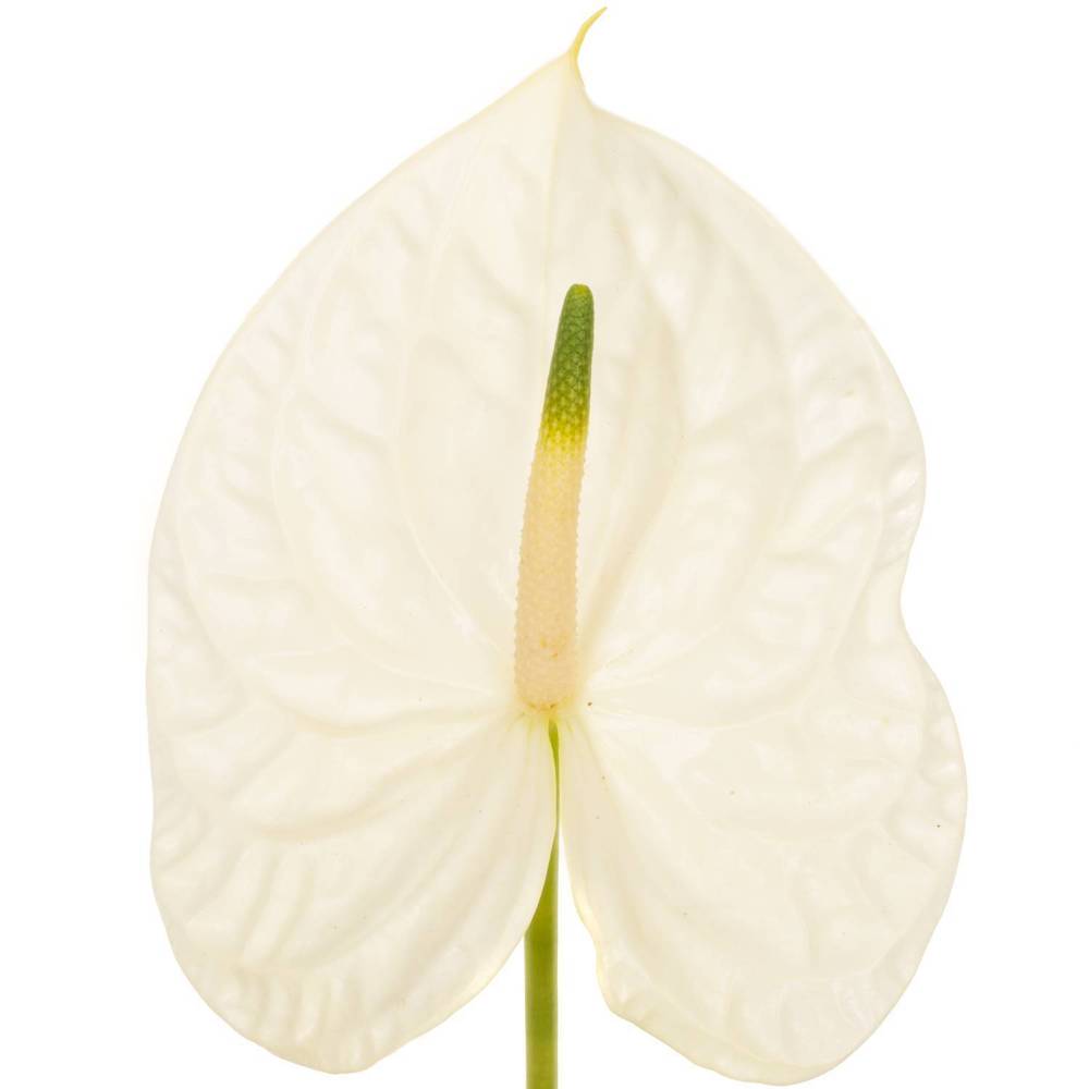 Anthurium weiss Graciosa Blüte 13cm