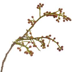 Pistache frucht Vera 55cm pro bund