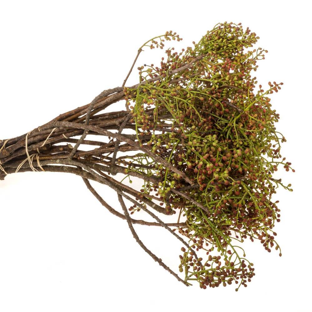 Pistache frucht Vera 55cm pro bund