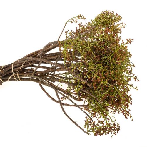 Pistache frucht Vera 55cm pro bund