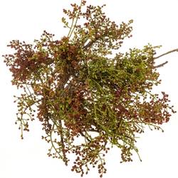 Pistache frucht Vera 55cm pro bund