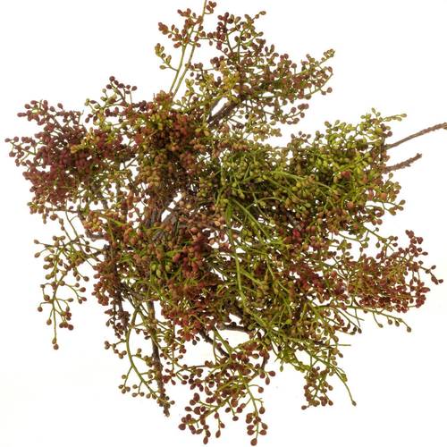 Pistache frucht Vera 55cm pro bund