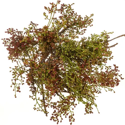 Pistache frucht Vera 55cm pro bund
