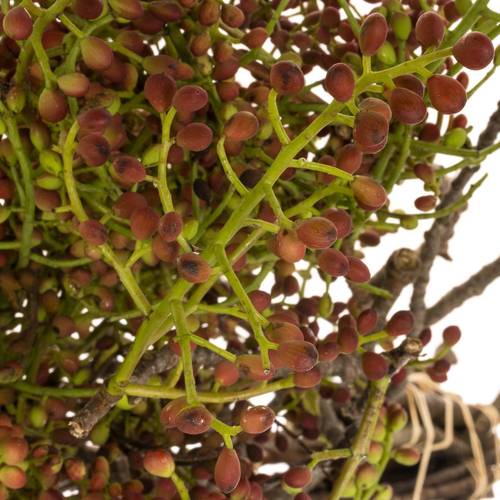 Pistache frucht Vera 55cm pro bund