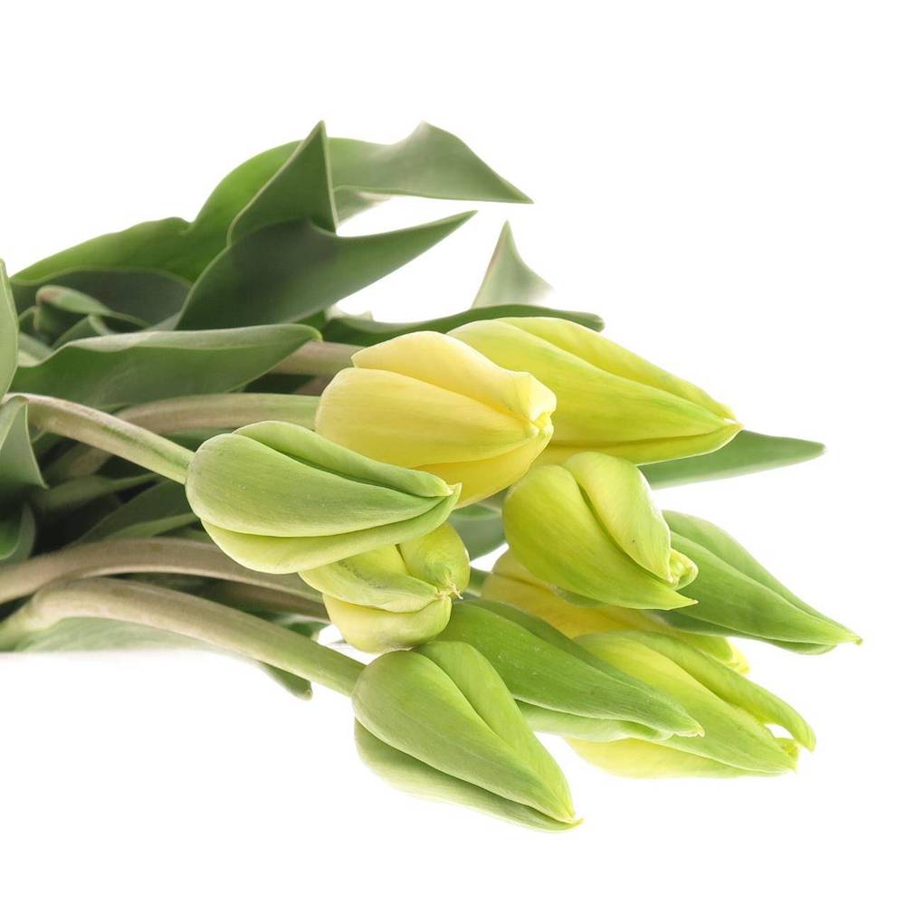 Franz.gelb Ouveze 66 Gramm 55cm