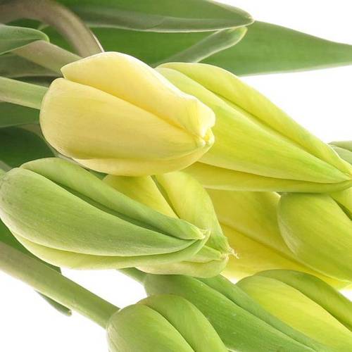 Franz.gelb Ouveze 66 Gramm 55cm