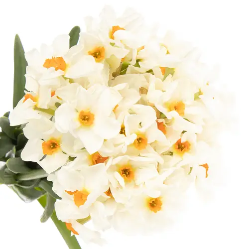Narzisse creme Cragford 40cm